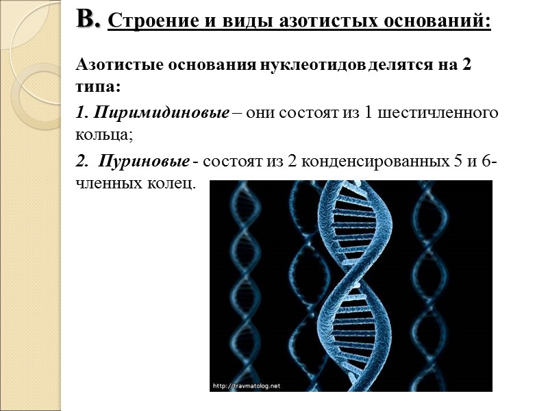 В. Строение и виды азотистых оснований:   Азотистые основания нуклеотидов делятся на 2